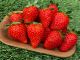 大きないちごがたくさん実ってますよ