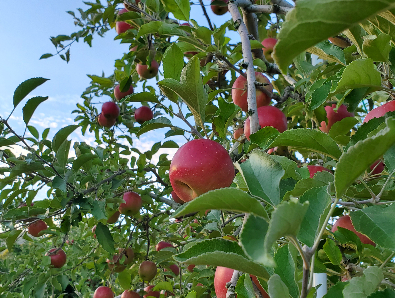 カフェからりんごを眺めて過ごすプライベート時間☆