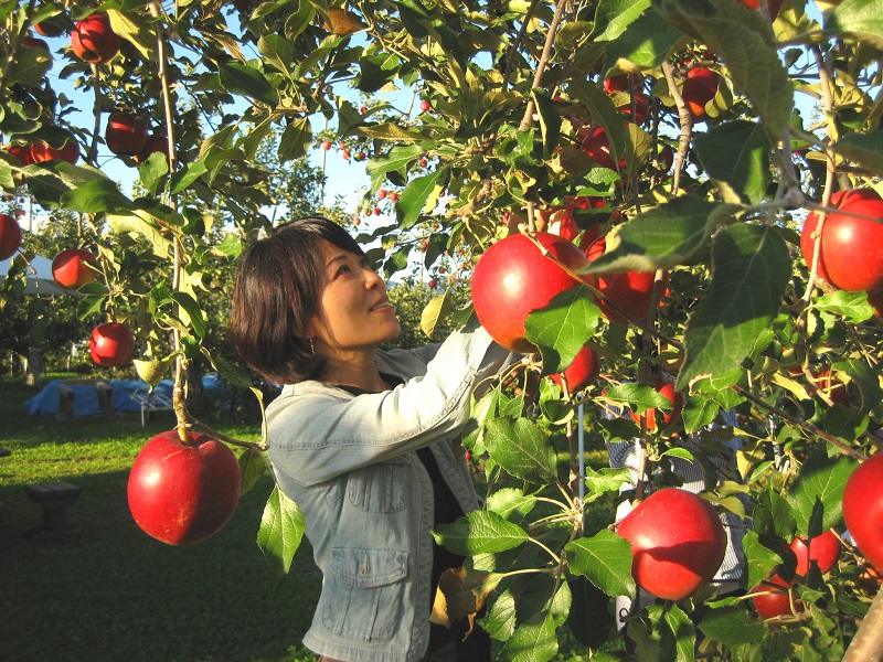 ̂񂲂RɎHĂ܂BAp͕ʓrʂ蔄ƂȂ܂B