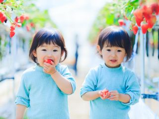 食べごろの甘くて美味しいいちごをお楽しみください。