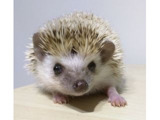 ハリネズミ ふれあい体験・60分