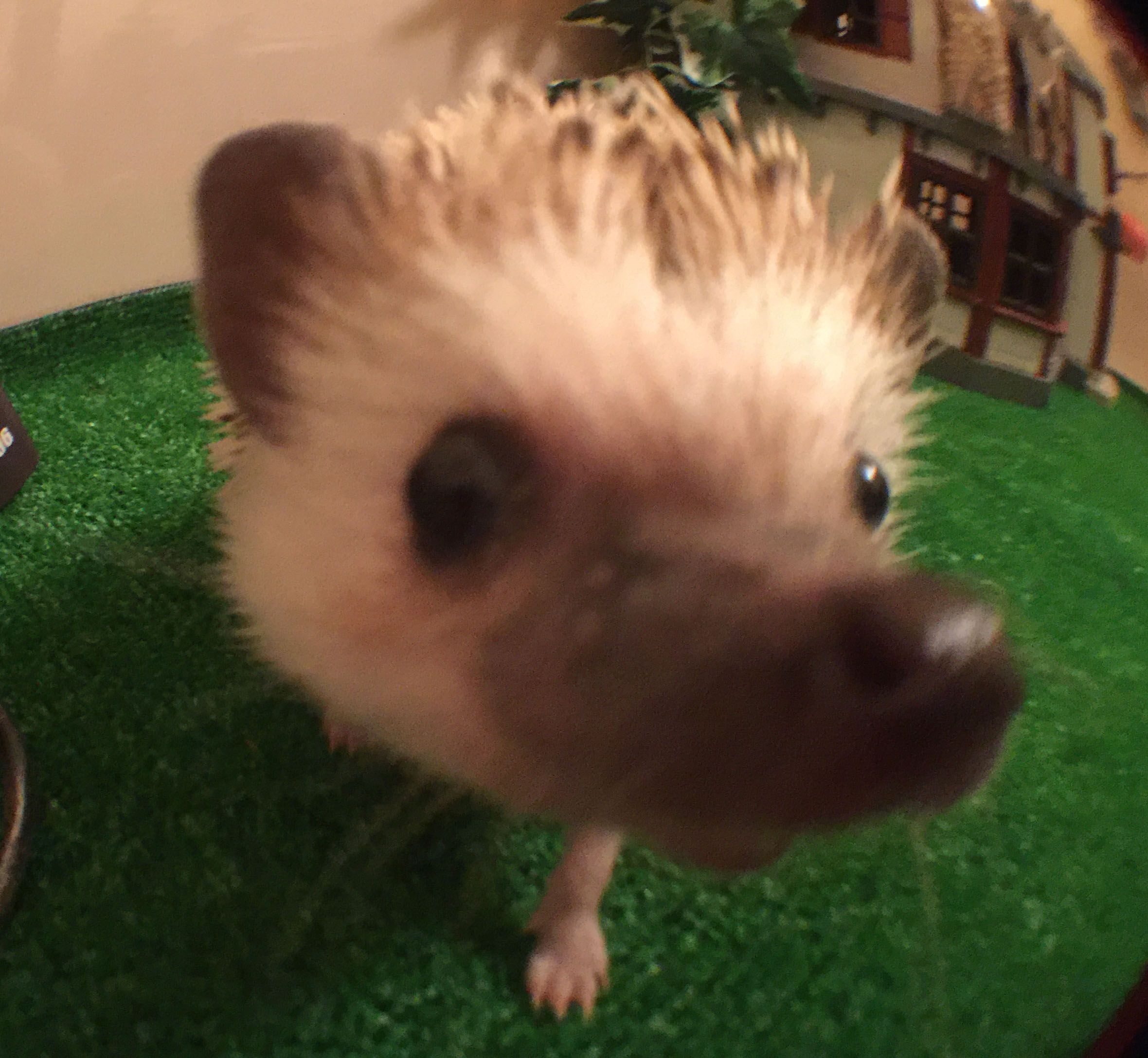 CςnlY~E``EbgEfO[BƂӂꍇ