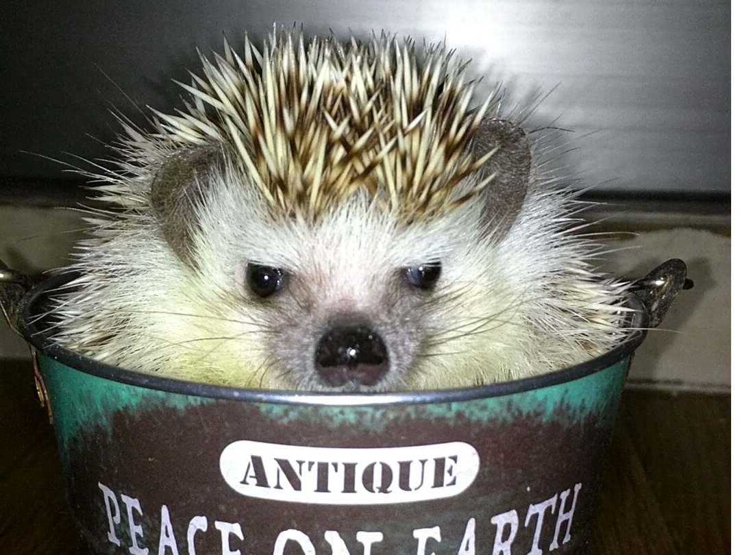 CςnlY~E``EbgEfO[BƂӂꍇ