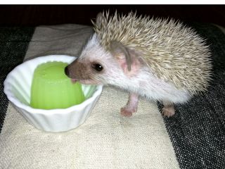 ハリネズミ ふれあい体験+おやつセットプラン・60分 「うまうま〜 ペロペロ♪」