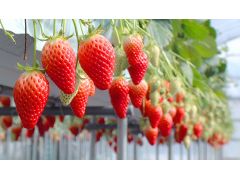 神戸市のいちご狩りランキングtop10 じゃらんnet 神戸市のいちご狩りランキングtop10 じゃらんnet