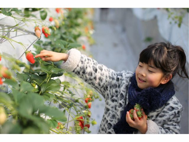 お子様でも手が届く高さにいちごがあります♪