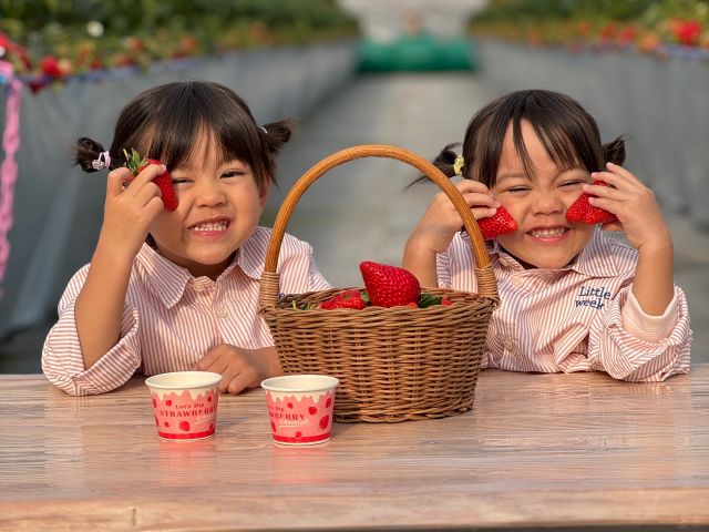 紅ほっぺ、章姫、かおり野、紅クイーンを栽培