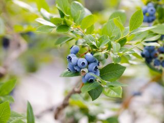 実と皮の間が栄養満点なのでそのまま食べるのがおススメです