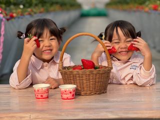 紅ほっぺ、章姫、かおり野、紅クイーンを栽培