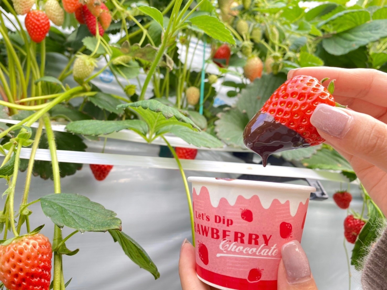 `Rł`I`RtHf͌nɂčw\