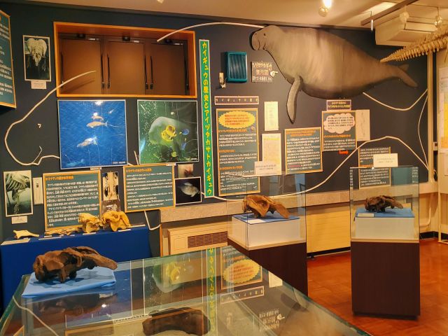 第四展示室(カイギュウ) 施設名に入っている県の天然記念物・アイヅタカサトカイギュウの化石が展示してあります。まだ一部しか発見されていないので、貴重な化石です。