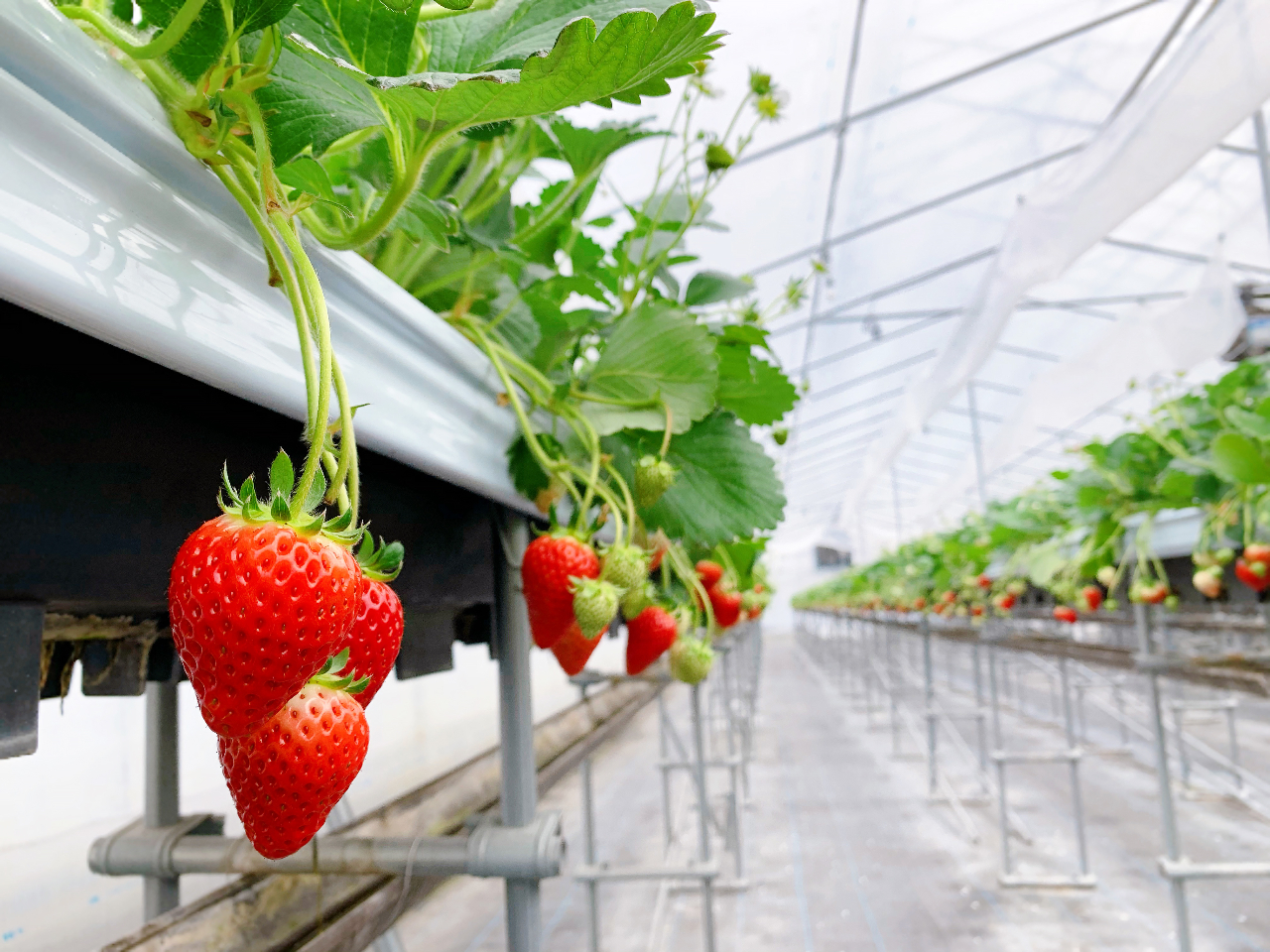 ŐVICT𓱓S6(3,000)̂LnEXōݍ͔|Ă܂