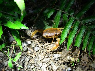 夜の森の中、宝物を見つけたような、生き物と出会う瞬間