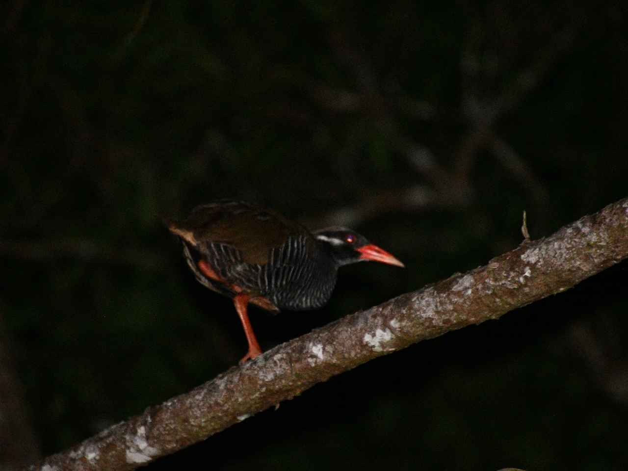 dŐXƂ炵ȂAT܂B΂ɐ󏭐邩I