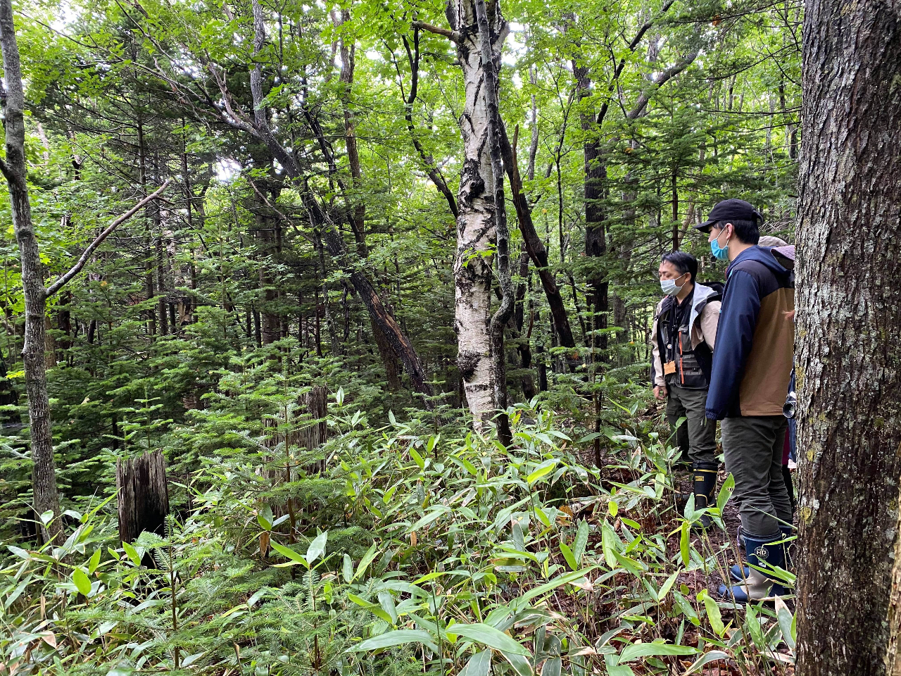 北海道・知床】弊社イチオシ！遊歩道の無い原生林散歩！森歩き