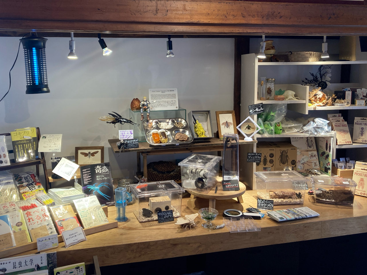 昆虫などの生体展示や、珍しい専門書籍を自由にご覧いただけます