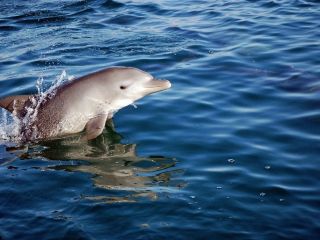 11月 3月 能登島 和倉温泉 和倉港イルカウォッチ 野生のイルカに会える じゃらん限定イルカのポストカード 海とオルゴールドリンク割引券プレゼント ファミリー カップル 女性にオススメ 海とオルゴール じゃらん遊び体験