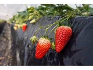 21年2月スタート みんな大好きいちご狩り 高設栽培と土耕栽培のハウス どちらになるかは当日のお楽しみ 福山ファーム じゃらん遊び体験 21年2月スタート みんな大好きいちご狩り 高設栽培と土耕栽培のハウス どちらになるかは当日のお楽しみ 福山ファーム じゃらん遊び体験