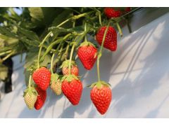 西脇市のいちご狩りランキングtop6 じゃらんnet 西脇市のいちご狩りランキングtop6 じゃらんnet