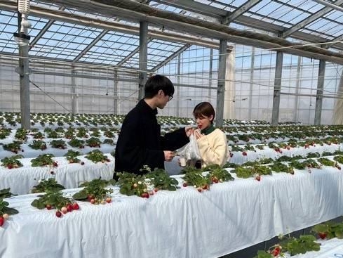カップルにもおすすめ♪いちご狩りデートはいかかですか??