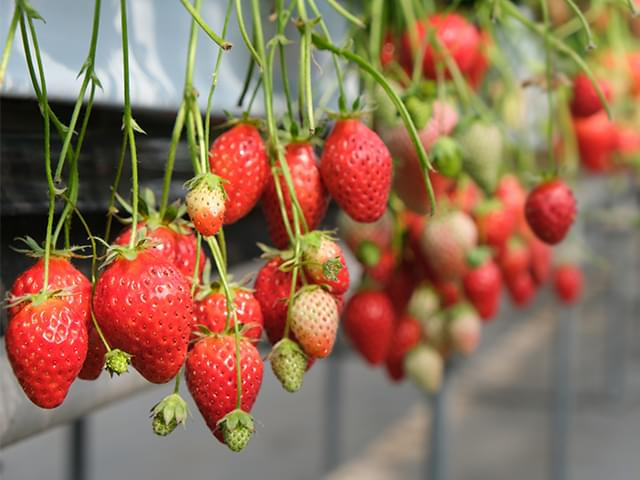 Ȗ؂ƌ΁I͂uƂvI50ԁAƂy݂