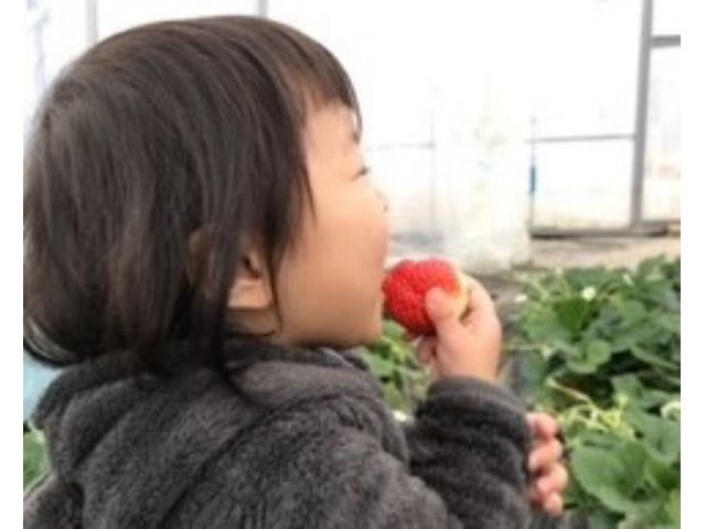 大きくて甘いイチゴをぱくり♪