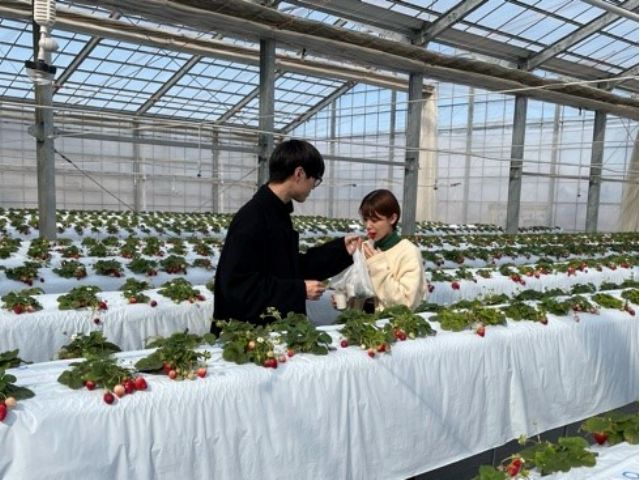 カップルにもおすすめ♪いちご狩りデートはいかかですか??