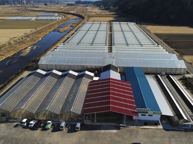 大規模イチゴ園で、皆様をお迎えしております。伸び伸びとお楽しみください♪
