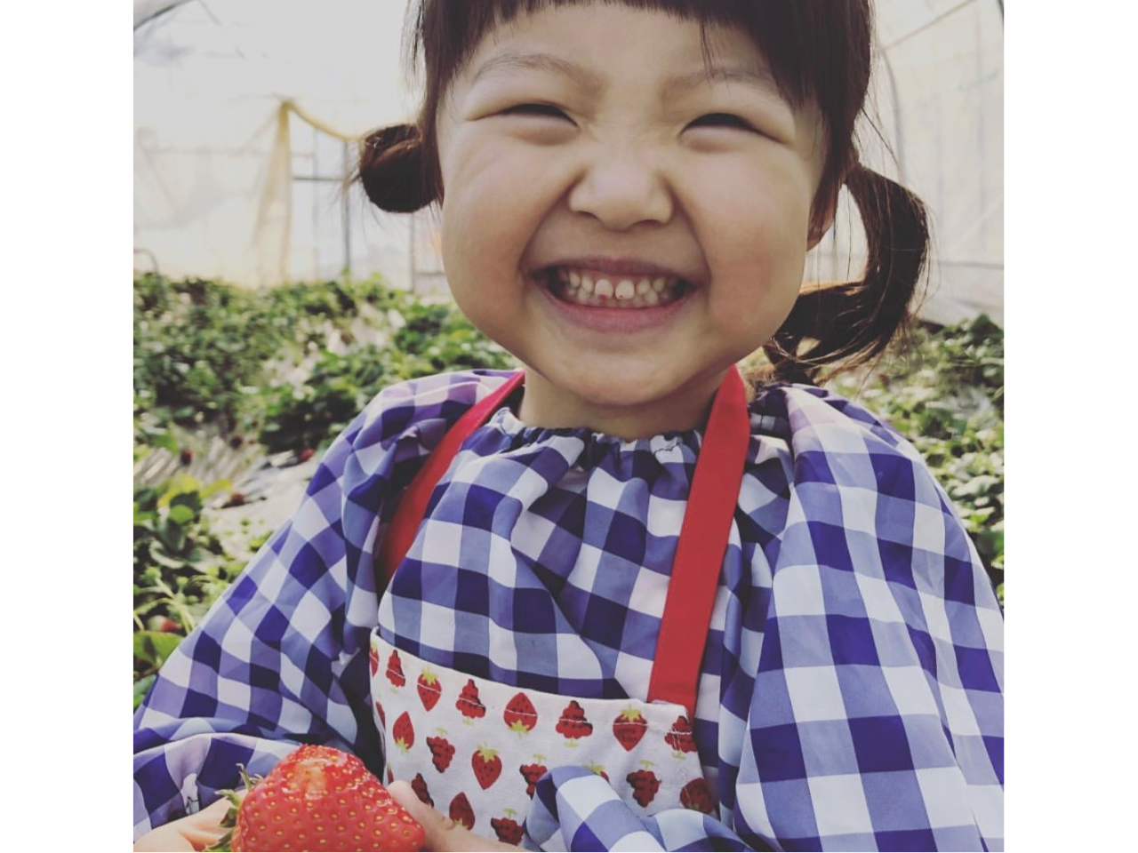 美味しいいちごで笑顔いっぱい!(^^♪ 高設なので摘み取りもラクラクです♪