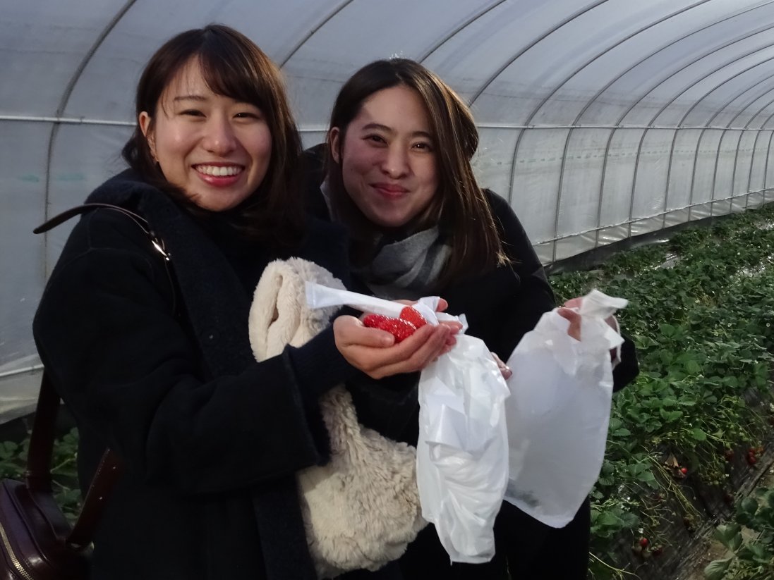 県内では珍しいナイトいちご狩り♪