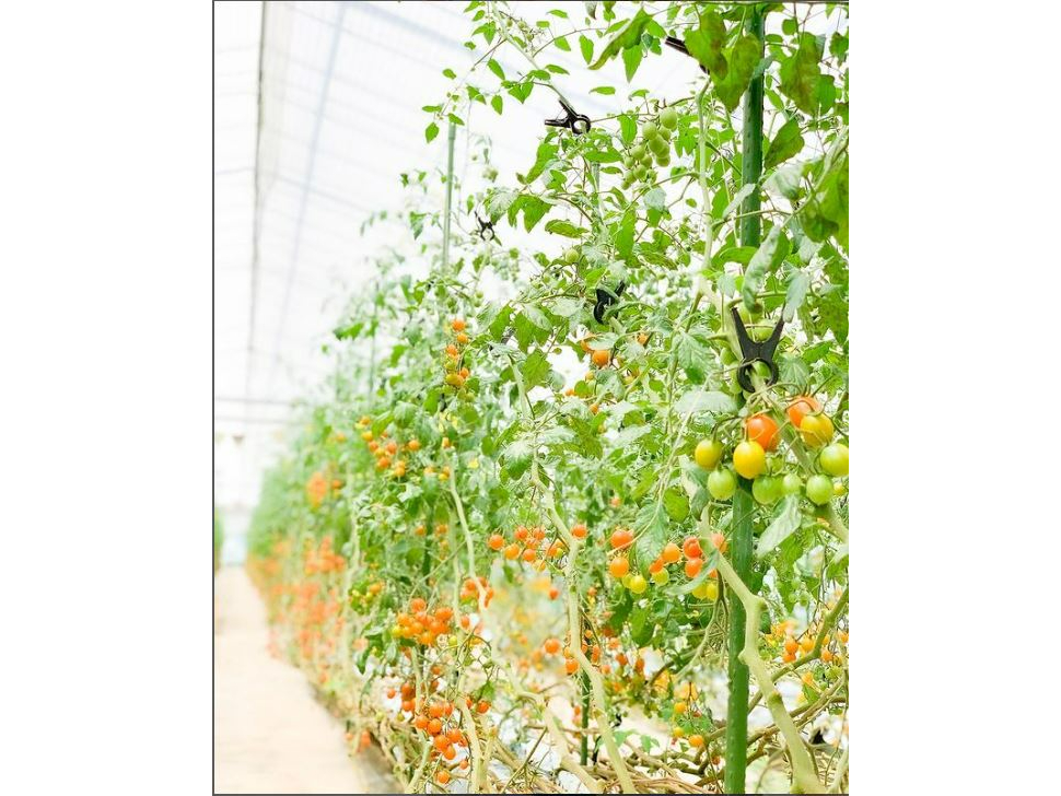 綺麗なトマトが並んでいます!