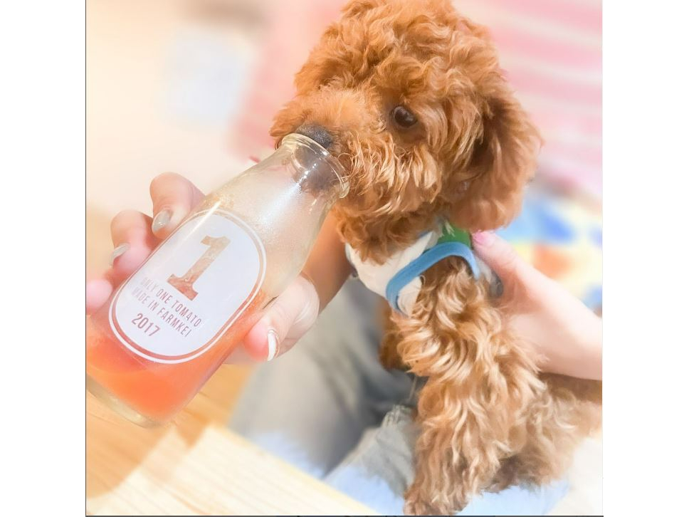わんちゃんも飲めるトマトジュース☆