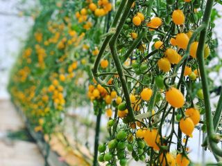 色鮮やかな自慢のトマトです♪