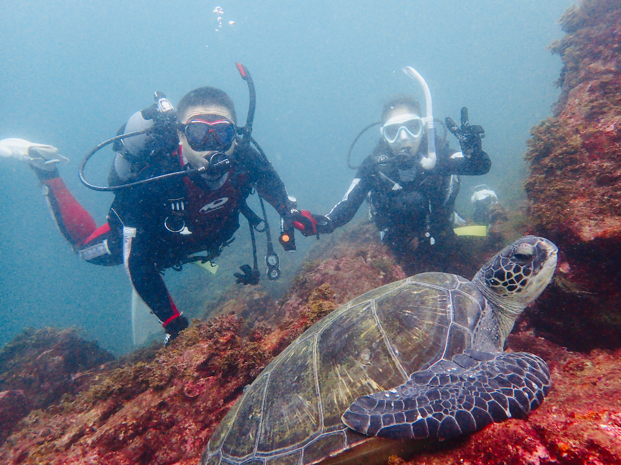 【体験ダイビング*水中写真プレゼント】 川奈に住むウミガメに出会えるかも?!☆カ...
