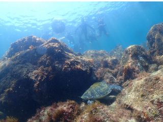伊豆で出会えるんです!夏場は浅瀬に、アオウミガメが定住しているんです。