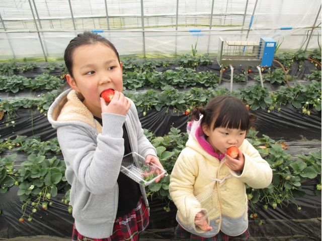 濃厚であま~いいちごを、口いっぱいに頬張ろう!心身が満たされること間違いなし♪