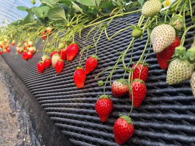 ɂBh{ՂŁA~lLxɊ܂܂Ă܂