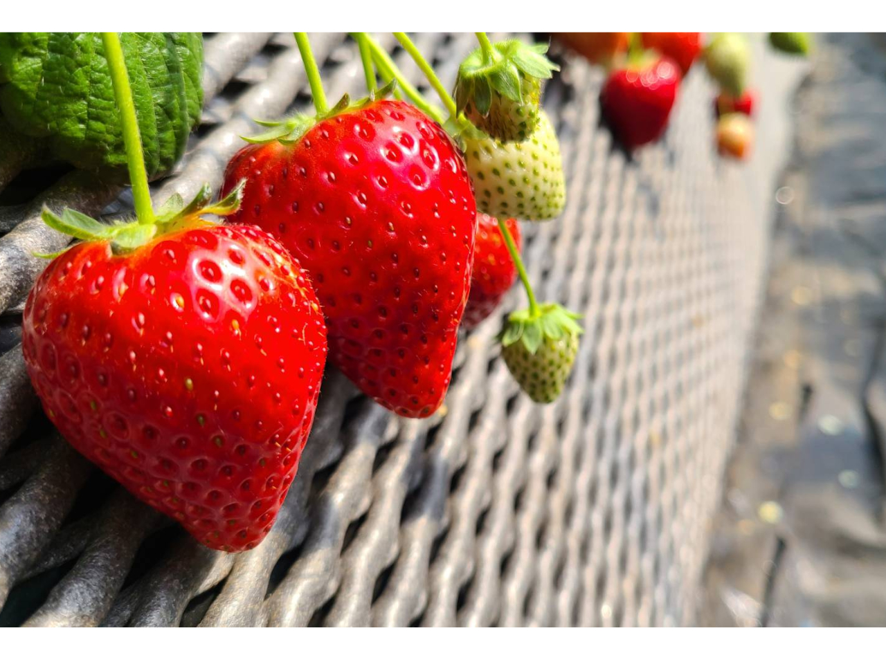 yk͔|Ȃ̂ŁAȂq܂ɂy݂܂