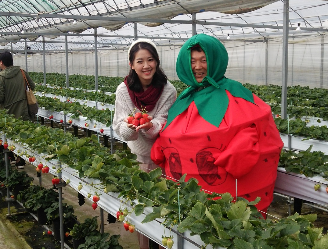 〈徳島・西部〉2025/1/17~4/19 \いちご狩り☆45分食べ放題/ 無料...