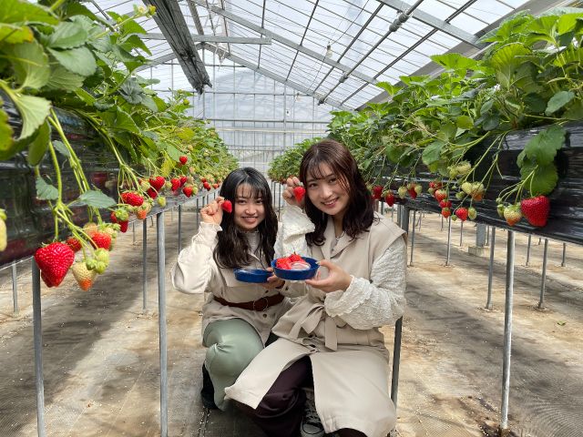 高設栽培のいちご狩り。