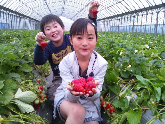 土耕栽培のいちご狩りハウス。