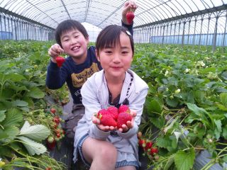 アイベリーと紅ほっぺのいちご狩りハウス。