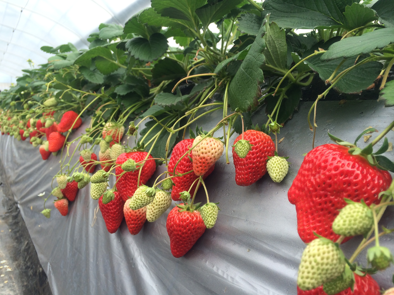 ñAbvłBE݂Ă͂ƂĂW[V[iiFACx[Egق؁j