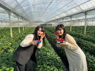 当園の半分以上が土耕栽培のハウスです。