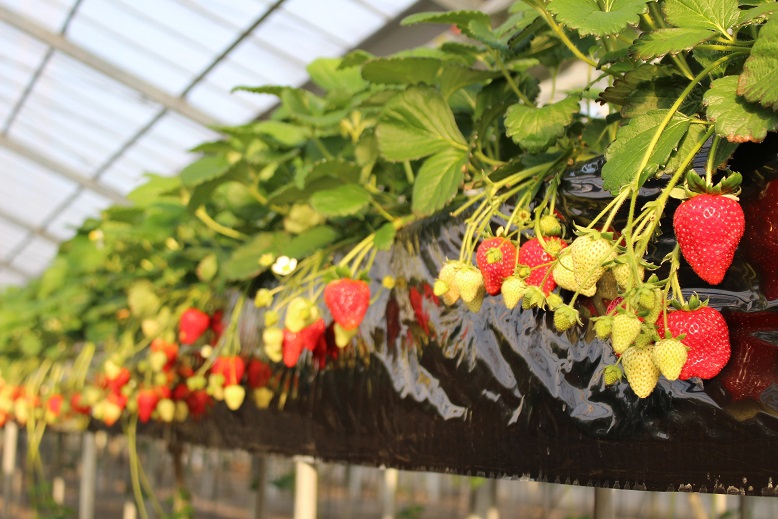 ���ݍ͔|�̃n�E�X�B�o���A�t���[�Ή��ŗ������܂ܓE�߂�l�C�̃n�E�X�ł��B�i�i��F�����������E�����������j