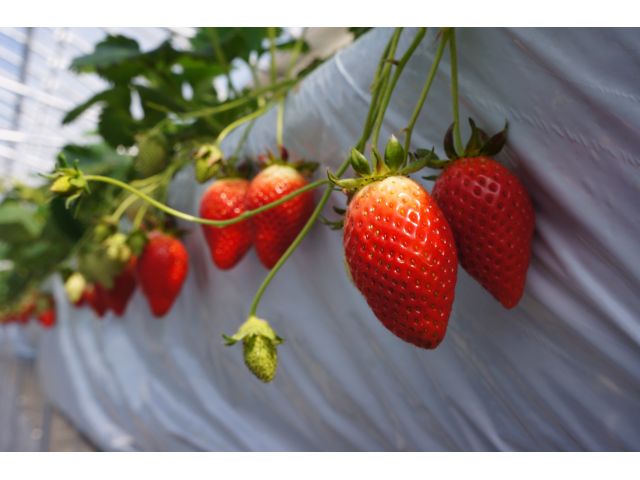 いっぱいいちごを召し上がってくださいね♪