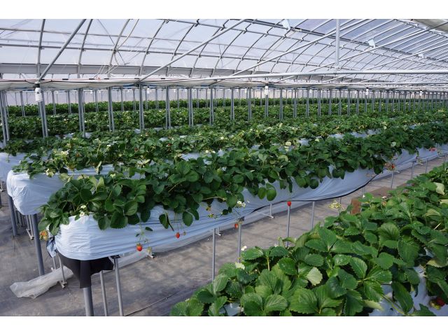 中に入るといちごの香りが…♪