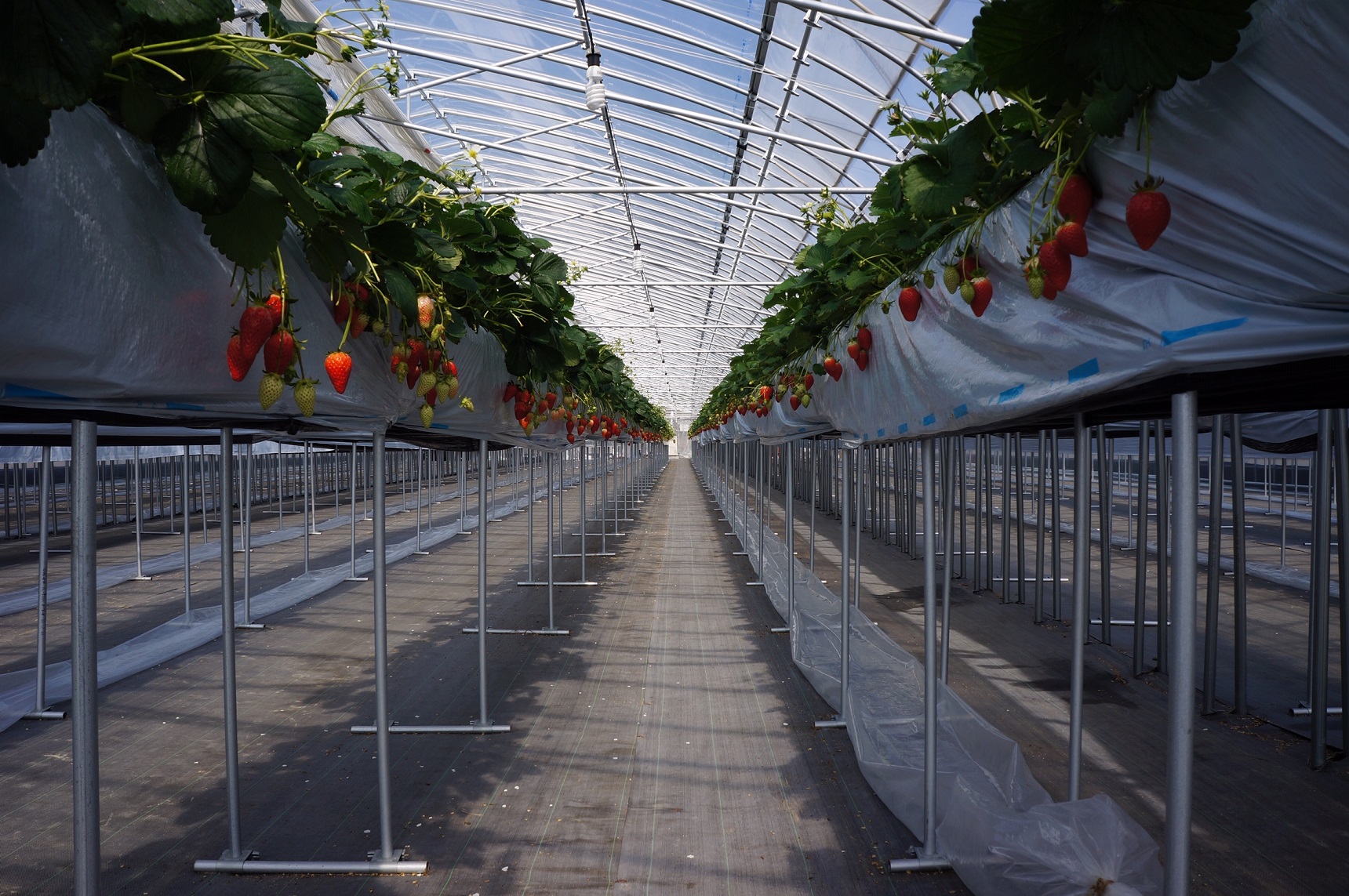 ݍ͔|̃nEX͂ǂȂĂ₷ł