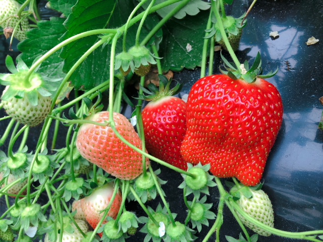 高級いちご アイベリー 専門店 コロナ対策で検温 消毒 換気を徹底 大きくてとっても甘いこだわりイチゴが30分食べ放題 2月予約 高橋いちご園 じゃらん遊び体験 高級いちご アイベリー 専門店 コロナ対策で検温 消毒 換気を徹底 大きくてとっても甘いこだわりイチゴが30分食べ放題 2月予約 高橋いちご園 じゃらん遊び体験