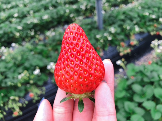 高級いちご アイベリー 専門店 コロナ対策で検温 消毒 換気を徹底 大きくてとっても甘いこだわりイチゴが30分食べ放題 3月予約 高橋いちご園 じゃらん遊び体験 高級いちご アイベリー 専門店 コロナ対策で検温 消毒 換気を徹底 大きくてとっても甘いこだわりイチゴが30分食べ放題 3月予約 高橋いちご園 じゃらん遊び体験